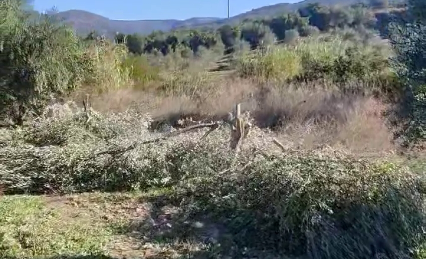 Βίντεο ντοκουμέντο:Έκοψαν τα δέντρα για κλέψουν τον ελαιόκαρπο