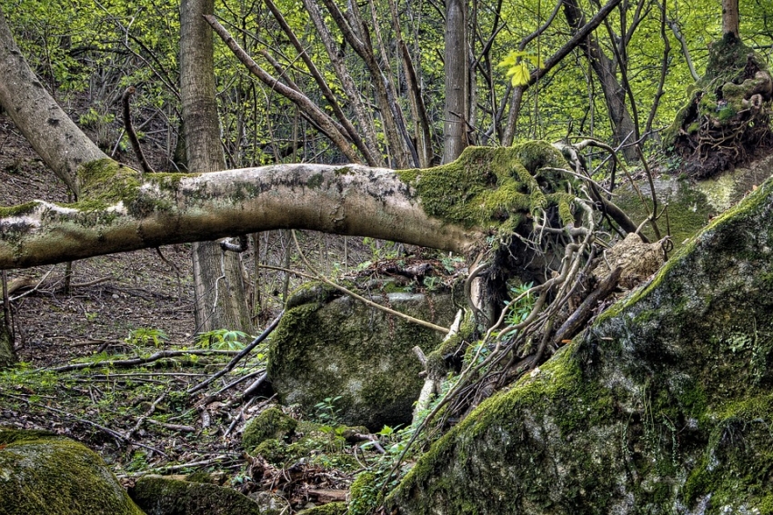 Καταπλακώθηκε από δέντρο 68χρονος στο Γεωργίτσι