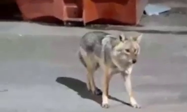 Λύκος ή τσακάλι...«κόβει» βόλτες μέσα στην Σπάρτη (video)