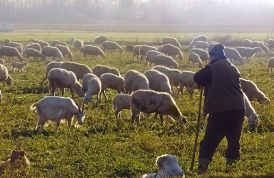 Ολυμπία Τελιγιορίδου – Σταύρος Αραχωβίτης: «Μεγάλοι χαμένοι οι κτηνοτρόφοι από το νέο στρατηγικό σχέδιο της νέας ΚΑΠ.»